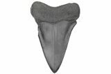 Fossil Broad-Toothed Mako Tooth - South Carolina #214599-1